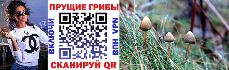 купить  цена  Власиха  Галлюциногенные грибы Psilocybine cubensis 